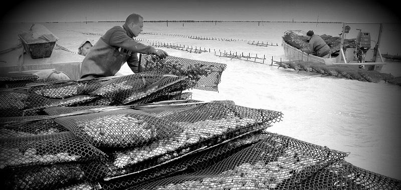 Découvrez la ferme des Nielles à Cancale