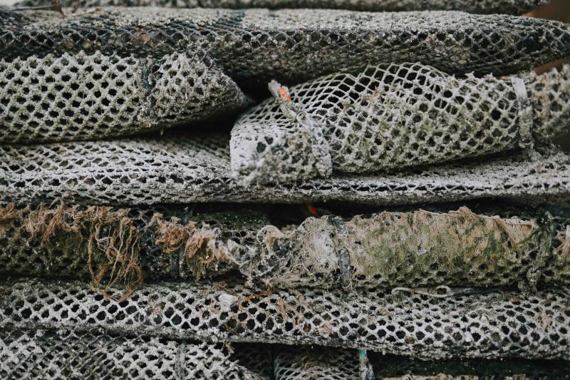 huitres-creuses-cancale