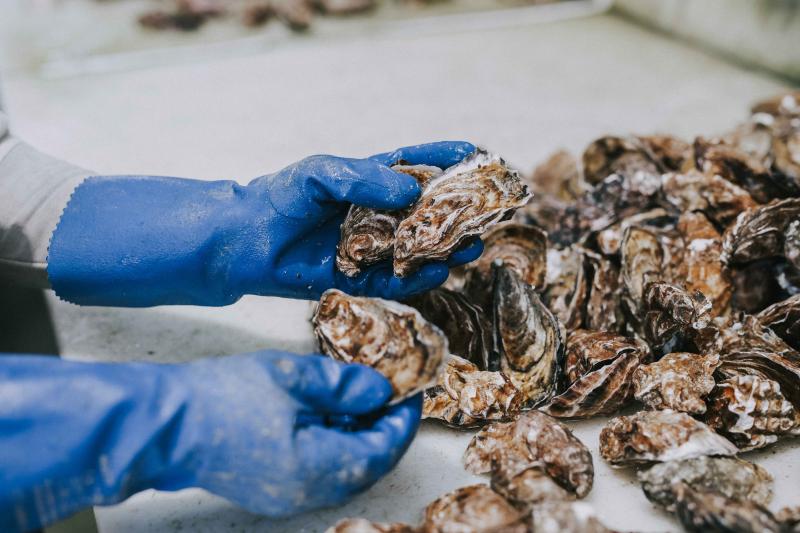 huitres-creuses-cancale