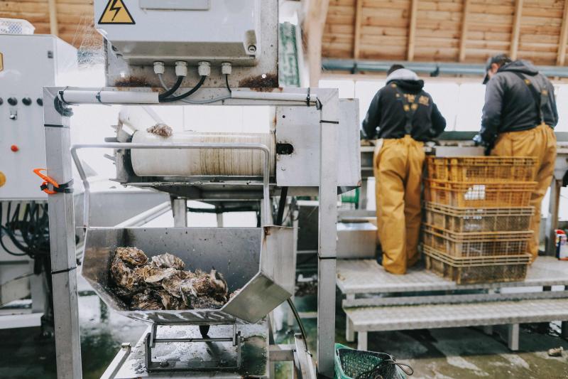 huitres-creuses-cancale