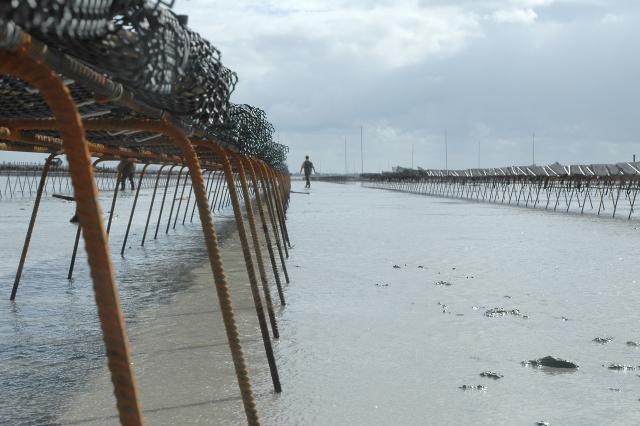 Production d'huîtres bio à Cancale avec la Ferme de Nielles